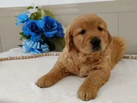 Nora, a female Golden Retriever for sale in Oakland, MD – Photo 1 of 2