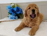 Nora, a female Golden Retriever for sale in Oakland, MD – Photo 2 of 2