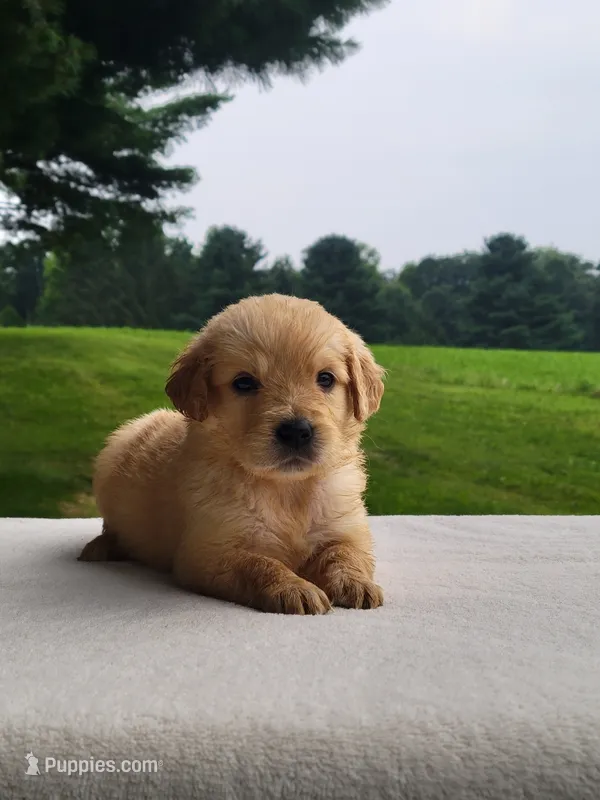 Macy – Golden Retriever puppy for sale in Oakland, MD