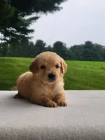 Macy, a female Golden Retriever for sale in Oakland, MD – 1 of 2