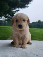 Margo, a female Golden Retriever for sale in Oakland, MD – 1 of 1