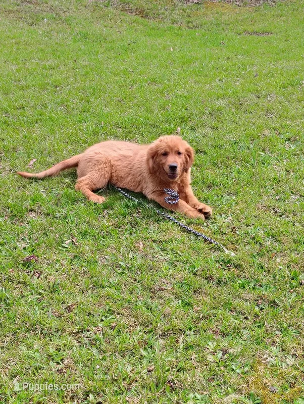 Ned – Golden Retriever puppy for sale in Oakland, MD