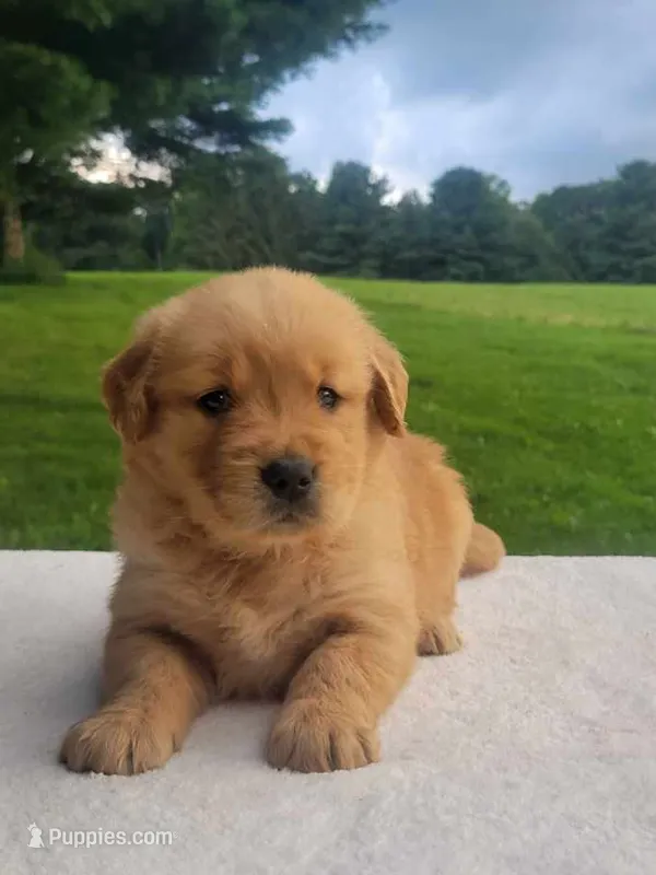 Rylee – Golden Retriever puppy for sale in Oakland, MD