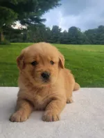 Rylee, a female Golden Retriever for sale in Oakland, MD – 1 of 2