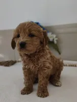 Jolene, a female Miniature Goldendoodle for sale in Oakland, MD – Photo 2 of 3