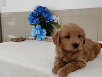 Jolene, a female Miniature Goldendoodle for sale in Oakland, MD – Photo 1 of 3
