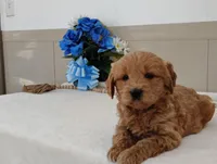 Jolene, a female Miniature Goldendoodle for sale in Oakland, MD – Photo 3 of 3