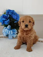 Joy, a female Miniature Goldendoodle for sale in Oakland, MD – Photo 1 of 4