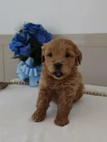 Joy, a female Miniature Goldendoodle for sale in Oakland, MD – Photo 2 of 4