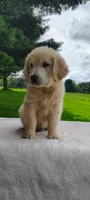 Misty, a female Golden Retriever for sale in Oakland, MD – 2 of 4