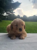 Rosy, a female Golden Retriever for sale in Oakland, MD – 1 of 1