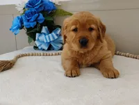 Neal, a male Golden Retriever for sale in Oakland, MD – Photo 3 of 3