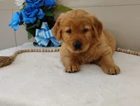 Neal, a male Golden Retriever for sale in Oakland, MD – Photo 2 of 3