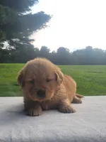 Raya, a female Golden Retriever for sale in Oakland, MD – 2 of 3