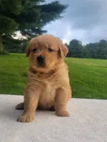 Rylee, a female Golden Retriever for sale in Oakland, MD – 2 of 2