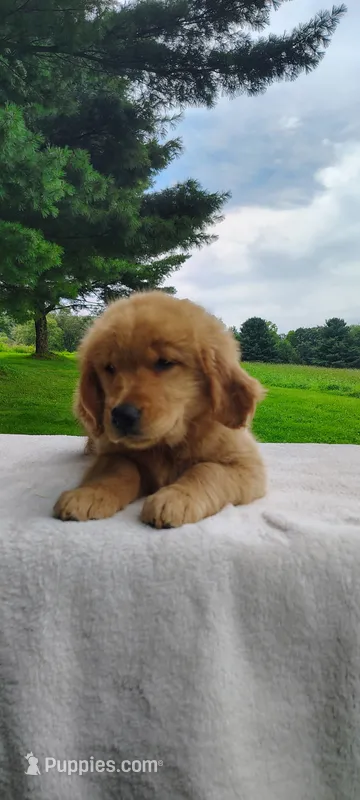 Rosy – Golden Retriever puppy for sale in Oakland, MD