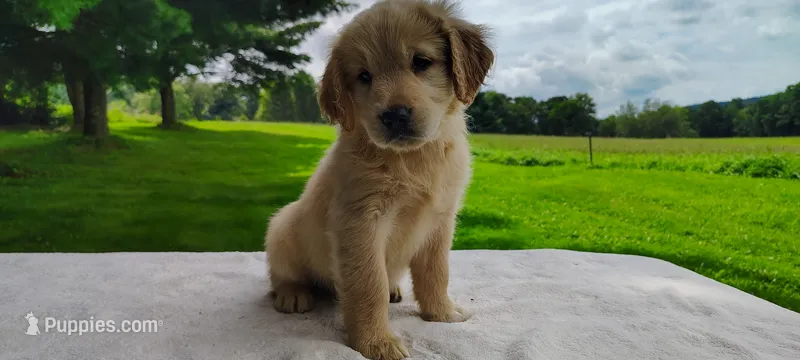 Milly – Golden Retriever puppy for sale in Oakland, MD