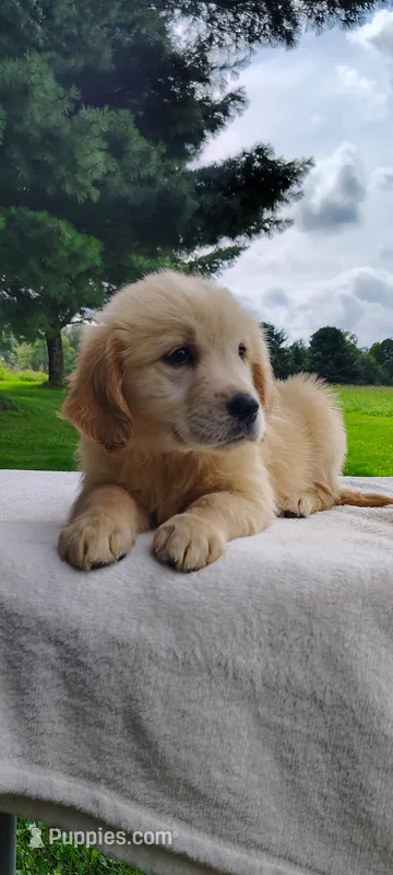 Margo – Golden Retriever puppy for sale in Oakland, MD