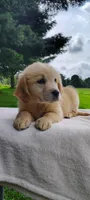 Margo, a female Golden Retriever for sale in Oakland, MD – 1 of 3