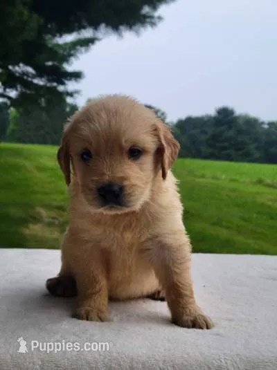 Mason – Golden Retriever puppy for sale in Oakland, MD