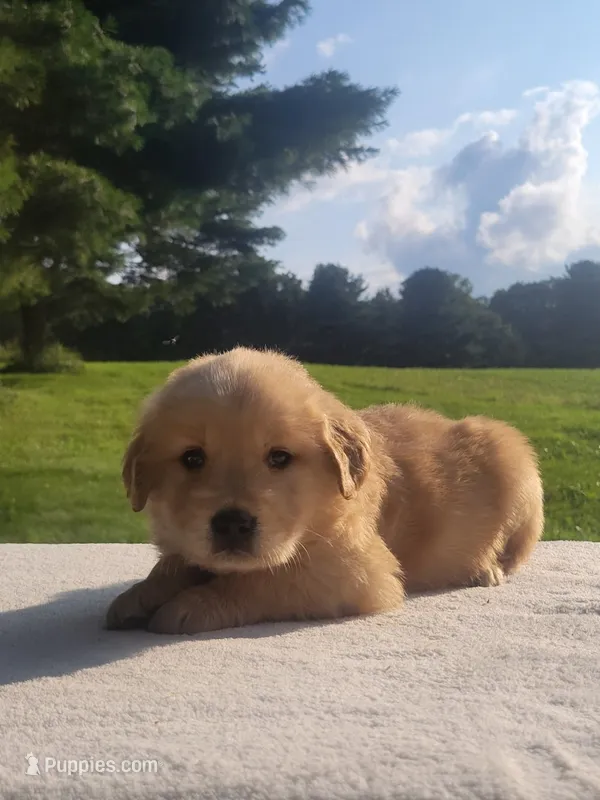 Rita – Golden Retriever puppy for sale in Oakland, MD