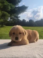 Rita, a female Golden Retriever for sale in Oakland, MD – 1 of 2