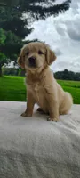 Milly, a female Golden Retriever for sale in Oakland, MD – 2 of 3