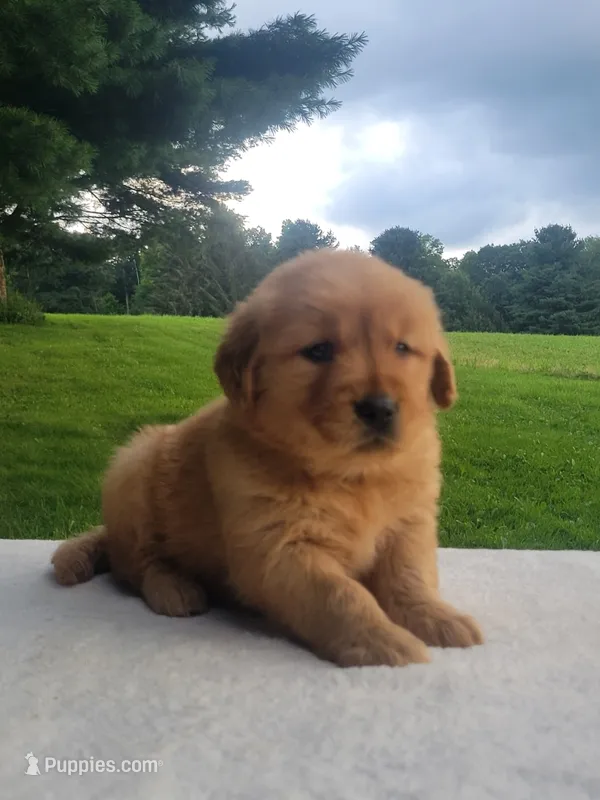 Red – Golden Retriever puppy for sale in Oakland, MD