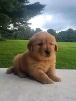 Red, a female Golden Retriever for sale in Oakland, MD – 1 of 1