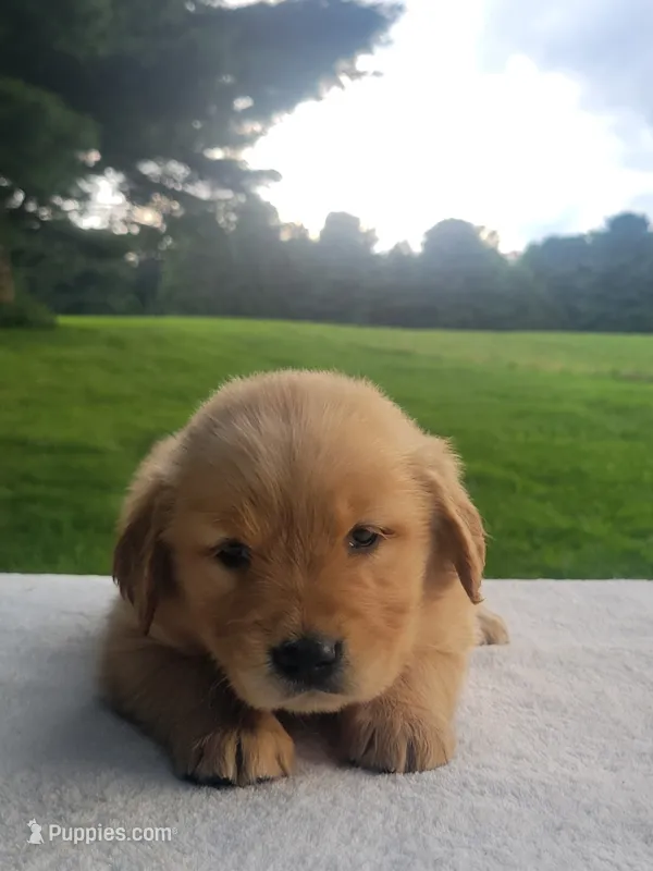Reese – Golden Retriever puppy for sale in Oakland, MD