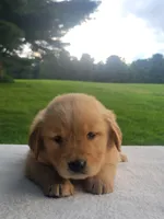 Reese, a female Golden Retriever for sale in Oakland, MD – 1 of 1