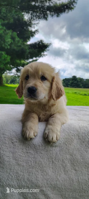 Molly – Golden Retriever puppy for sale in Oakland, MD