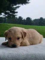 Moose, a male Golden Retriever for sale in Oakland, MD – 1 of 1