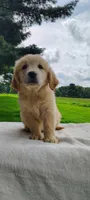Margo, a female Golden Retriever for sale in Oakland, MD – 2 of 3
