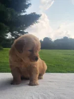 Raya, a female Golden Retriever for sale in Oakland, MD – 3 of 3