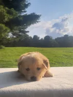 Rita, a female Golden Retriever for sale in Oakland, MD – 2 of 2