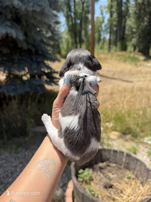 Hei hei – Miniature Dachshund puppy for sale in Fontana, CA