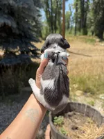 Hei hei, a male Miniature Dachshund for sale in Fontana, CA – 1 of 2