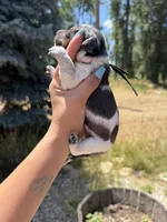 Hei hei, a male Miniature Dachshund for sale in Fontana, CA – 2 of 2