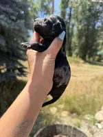 Burlington, a male Miniature Dachshund for sale in Fontana, CA – 2 of 2