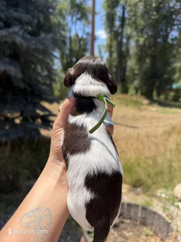 Spidey boi – Miniature Dachshund puppy for sale in Fontana, CA