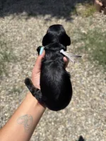 Jimothy, a male Miniature Dachshund for sale in Fontana, CA – 2 of 2