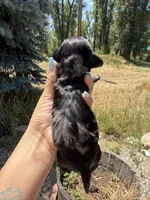Burlington, a male Miniature Dachshund for sale in Fontana, CA – 1 of 2