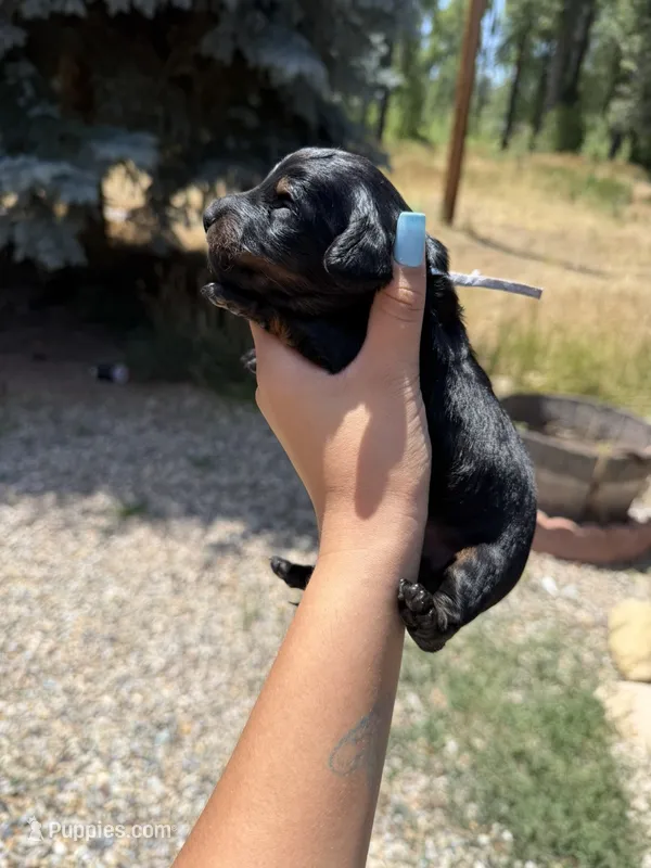 Jimothy – Miniature Dachshund puppy for sale in Fontana, CA