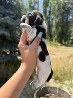 Spidey boi, a male Miniature Dachshund for sale in Fontana, CA – 2 of 2
