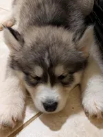 Rocky, a male Siberian Husky for sale in Atlanta, GA – 2 of 4
