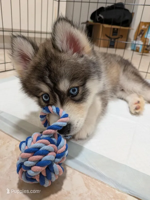 Rocky – Siberian Husky puppy for sale in Atlanta, GA