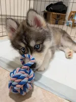 Rocky, a male Siberian Husky for sale in Atlanta, GA – 1 of 4