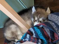 Rocky, a male Siberian Husky for sale in Atlanta, GA – 4 of 4