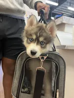 Rocky, a male Siberian Husky for sale in Atlanta, GA – 3 of 4